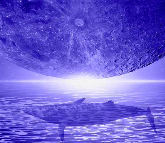 Shiba Inu Whale Abruptly Moves 2,871,107,065,473 SHIB in One Massive Crypto Transaction shiba-inu-whale-abruptly-moves-2,871,107,065,473-shib-in-one-massive-crypto-transaction