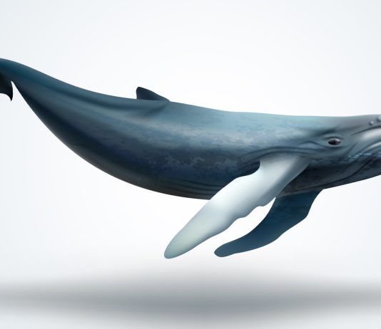 This Week XRP Whales Moved Millions of Tokens to Exchanges and Unknown Wallets this-week-xrp-whales-moved-millions-of-tokens-to-exchanges-and-unknown-wallets