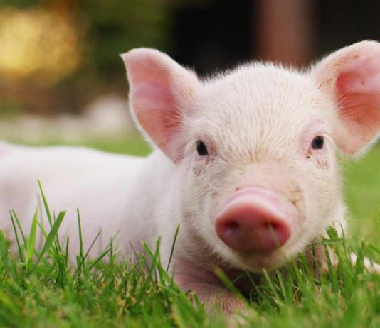 FBI Renews Warning About Pig Butchering Crypto Scam Sweeping the Country fbi-renews-warning-about-pig-butchering-crypto-scam-sweeping-the-country