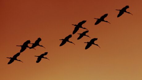 grt-soars-13%-as-the-graph-prepares-to-integrate-arbitrum