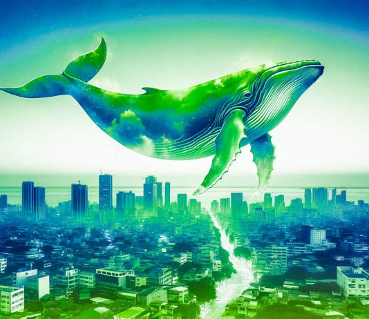 Polygon Whales Go on Buying Spree As $90,000,000 Worth of MATIC Gets Scooped Up: Trader polygon-whales-go-on-buying-spree-as-$90,000,000-worth-of-matic-gets-scooped-up:-trader