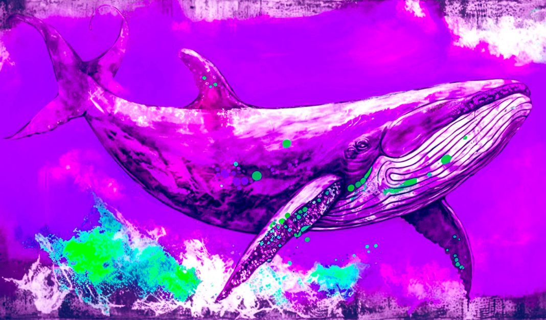 crypto-whales-give-chainlink-boost-after-accumulating-$50,000,000-more-in-link:-santiment