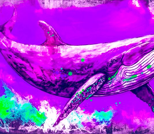 Crypto Whales Give Chainlink Boost After Accumulating $50,000,000 More in LINK: Santiment crypto-whales-give-chainlink-boost-after-accumulating-$50,000,000-more-in-link:-santiment