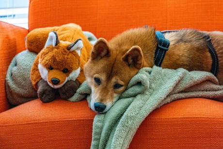 shiba-inu-surpasses-4-million-addresses,-ignites-frenzy