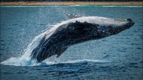 bitcoin-gets-a-‘monster’-whale-boost-with-$1.2-billion-etf-purchase
