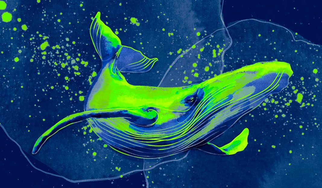 whales-accumulate-chainlink,-pepe-and-three-other-altcoins-from-binance:-lookonchain