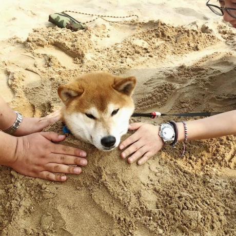 shiba-inu-loses-14%-in-last-7-days-–-will-the-misery-worsen?