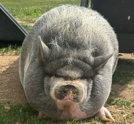 cardano-founder’s-pig-nike-sparks-memecoin-craze,-market-cap-nears-$1-million